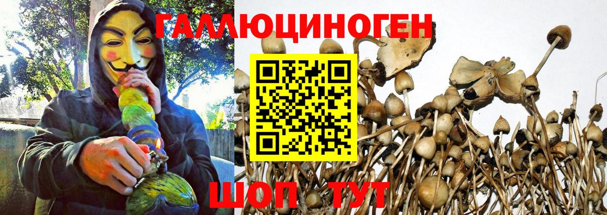 Псилоцибиновые грибы Psilocybe  Вход с VPN  Сухой Лог 